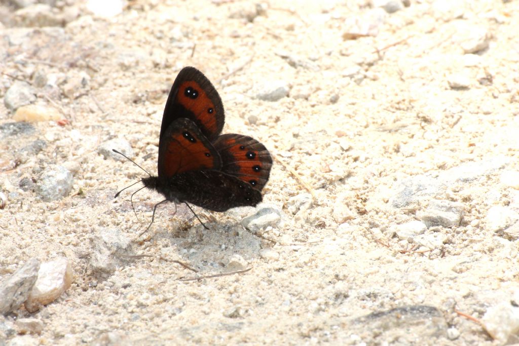 Erebia montana? S